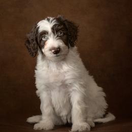 Petal - Brown and white female Aussiedoodle puppy in Germantown, Ohio from Doodle Patch Farm