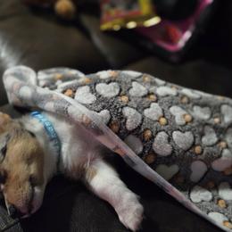 American Corgi and Border Collie Puppies from Duncan's Border Collies and Corgis