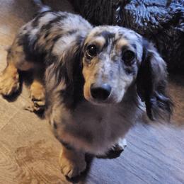 Milo - Dachshund