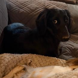 Bristol - Dachshund