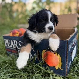 Miniature Australian Shepherd Puppies from Peace Creek Aussies
