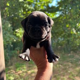 Red Collar - Black male Pug puppy in Belmont, New Hampshire from Crazy Pugs Haven