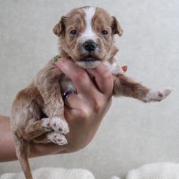 Kiwi - Apricot female Goldendoodle puppy in Warsaw, Ohio from Lovabledoodles