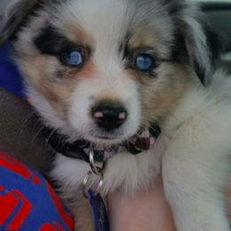 Miniature Australian Shepherd and Toy Australian Shepherd Puppies from Aussie What You Did There