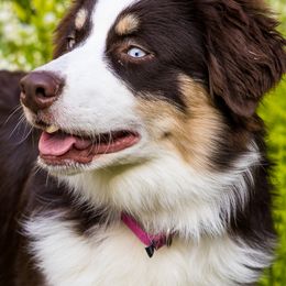 River - Australian Shepherd