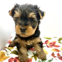 Taka - Black and tan female Yorkshire Terrier puppy in Owatonna, Minnesota from Sunny Sky Yorkies