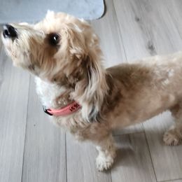 Molly - Havanese