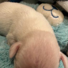 Boxer Puppies from Teressa's Boxers