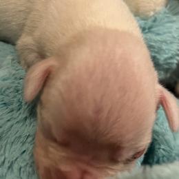 Boxer Puppies from Teressa's Boxers