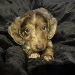 Mr Mocha - Dapple male Dachshund puppy in Purmela, Texas from FLYING L Dachshund Academy