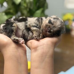 Yoda - Blue merle male Pomeranian puppy in Loma Linda, California from Goulden_Pups