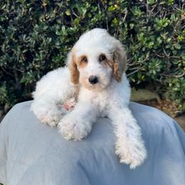 Kai - Parti male Poodle puppy in Los Angeles, California from Exquisite Doodles
