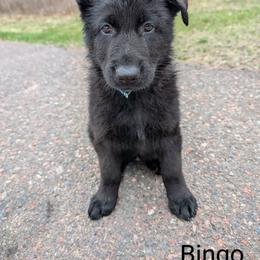 German Shepherd Puppies from League of Shepherds