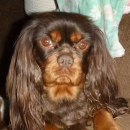 Levian - Cavalier King Charles Spaniel