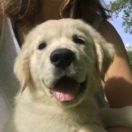 Golden Retriever Puppies from Eastern Shore Goldens