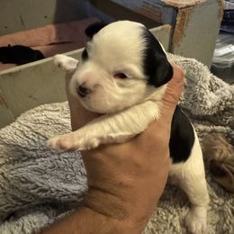 Beth - Parti - Large Black Spot - Parti female Miniature Schnauzer puppy in Jefferson, Oregon from Whiskey Meadows Miniature Schnauzers