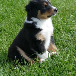 English Shepherd Puppies from Oerly's English Shepherds