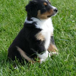 English Shepherd Puppies from Oerly's English Shepherds