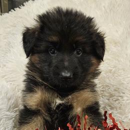 Miss Yellow - Black and red female German Shepherd puppy in Newaygo, Michigan from Sterley Shepherds