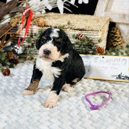 Purple girl - Tri-color female Bernedoodle puppy in Waukesha, Wisconsin from Bernedoodle Boutique (and Cavapoos)