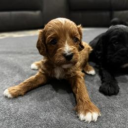 Cash - Red male Cavapoo puppy in Thorndale, Texas from Hattie’s Texas Cavapoos