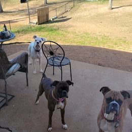 Boxers from Suarez AKC Boxers LLC