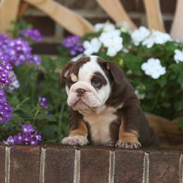 Yellow collar boy puppy 6000 - Chocolate tri-color male Bulldog puppy in Lewisberry, Pennsylvania from Salted Rim Corgis