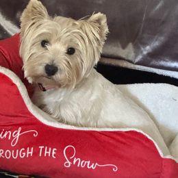 Pearl - West Highland White Terrier