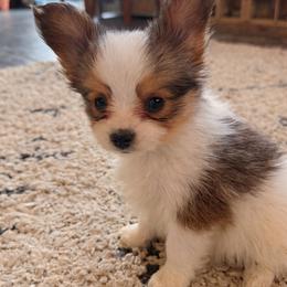Spot - White and sable male Papillon puppy in Powell, Wyoming from Heart Mountain Kennels
