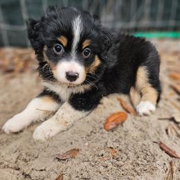 Dixie - Black tri female Miniature Australian Shepherd puppy in Dunnellon, Florida from Ever After Mini Aussies
