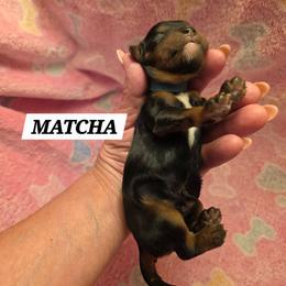 Matcha - Black and tan male Cavalier King Charles Spaniel puppy in Lehi, Utah from Angels and Nobility Cavaliers