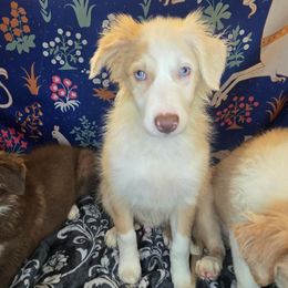 Matthew - Sable merle male Border Collie puppy in Fenton, Michigan from Darrowby Border Collies