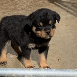 Pink girl - Black and mahogany female Rottweiler puppy in Cartersville, Virginia from Vom Heldenhaft Rottweilers
