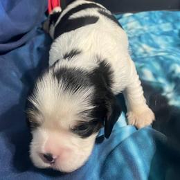 Flowers - Tri-color female Cavalier King Charles Spaniel puppy in Corona, California from Kelton Cavaliers