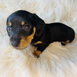 Sydney - Black and cream female Dachshund puppy in Holtwood, Pennsylvania from Holly Hill Dachshunds