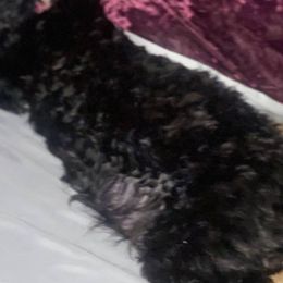 Lilah - Yorkipoo