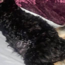 Lilah - Yorkipoo