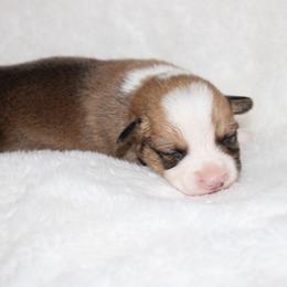 KitKat - Red female Pembroke Welsh Corgi puppy in Paradise, Texas from Corgis in Paradise