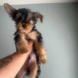BOY 4 - Black and tan male Yorkshire Terrier puppy in Blythewood, South Carolina from PUPS “ R” US