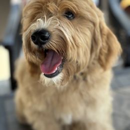 Boy 3 - Apricot Goldendoodle puppy in Winston Salem, North Carolina from Summer Breeze Doodles