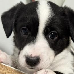 Sunshine (Purple collar) - Black and white female Cardigan Welsh Corgi puppy in Omaha, Arkansas from DnD Corgis