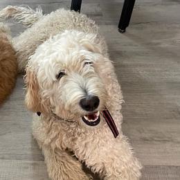 Sandy - Goldendoodle