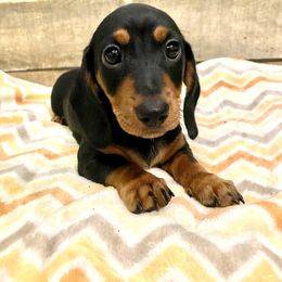 Boy 2 - Black and tan Dachshund puppy in Silver Springs, Florida from DeMarsh's Dachshunds