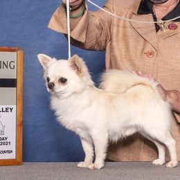 Ice - Chihuahua