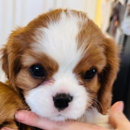 Cavalier King Charles Spaniel Puppies from Solheimar