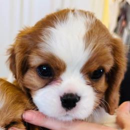 Cavalier King Charles Spaniel Puppies from Solheimar
