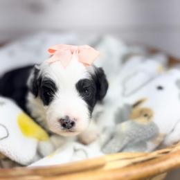 Devina - Black and white female Sheepadoodle puppy in Nixa, Missouri from Davis Family Doodles
