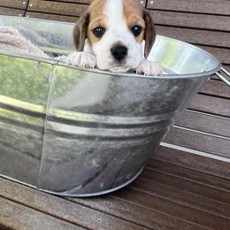 Beagle Puppies from Leslie Beagles of Leslie Farm
