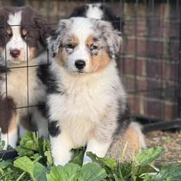 Lulu - Blue merle female Australian Shepherd puppy in Tennyson, Indiana from Hannah's Australian Shepherds