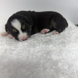 Deets - Black tri male Miniature Australian Shepherd puppy in Hillsville, Virginia from Lottie's Mini Aussies